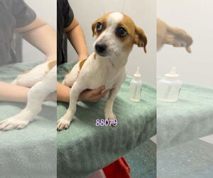 Jack Russell Terrier-Unknown Mix Dogs for adoption in Chico, CA, USA