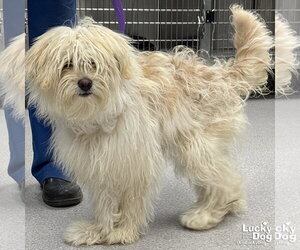Shih Tzu-Unknown Mix Dogs for adoption in Washington, DC, USA