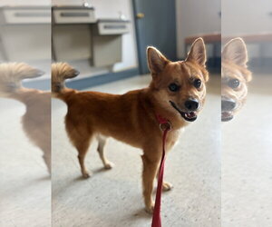 Chiranian Dogs for adoption in Raleigh, NC, USA