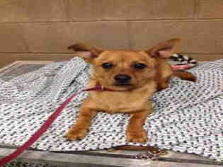 Chiweenie Dogs for adoption in Bakersfield, CA, USA