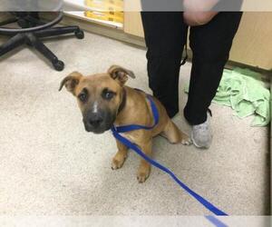 American Pit Bull Terrier-Unknown Mix Dogs for adoption in Riverside, CA, USA