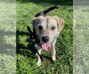 Mutt Dogs for adoption in Davis, CA, USA