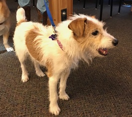 Jack Russell Terrier Dogs for adoption in Lander, WY, USA