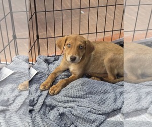 Golden Labrador Dogs for adoption in SHERBURNE, NY, USA