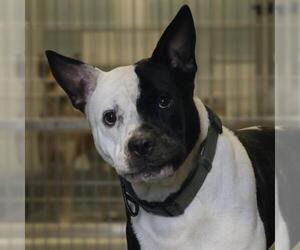 American Staffordshire Terrier-Unknown Mix Dogs for adoption in San Antonio, TX, USA