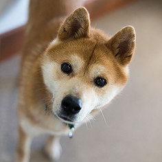 Shiba Inu Dogs for adoption in Kanab, UT, USA