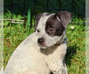 Mutt Dogs for adoption in Minneapolis, MN, USA