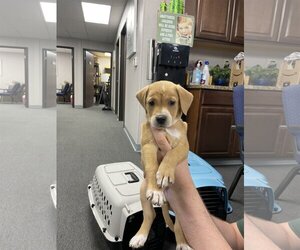 Dachshund Dogs for adoption in El Centro, CA, USA