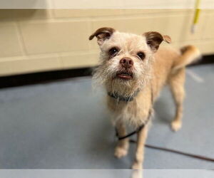 Border Terrier-Pug Mix Dogs for adoption in Denver, CO, USA