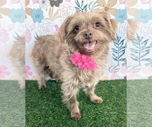 Mutt Dogs for adoption in Corona, CA, USA