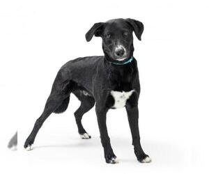 Labrador Retriever-Unknown Mix Dogs for adoption in Tempe, AZ, USA