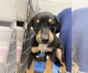 Rottweiler-Unknown Mix Dogs for adoption in Chula Vista, CA, USA