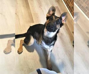 German Shepherd Dog Dogs for adoption in Arlington, VA, USA