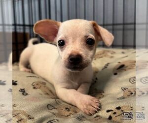 Chihuahua-Unknown Mix Dogs for adoption in Washington, DC, USA