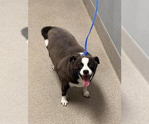 Chihuahua-Unknown Mix Dogs for adoption in Las Vegas, NV, USA