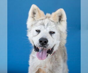 Akita Dogs for adoption in Pasadena, CA, USA