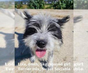 Mutt Dogs for adoption in Agoura Hills, CA, USA