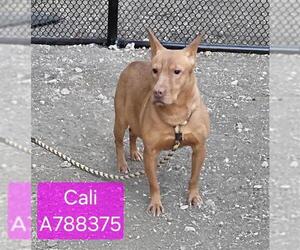 Mutt Dogs for adoption in San Antonio, TX, USA