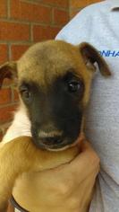 Collie-German Shepherd Dog Mix Dogs for adoption in Arlington, TX, USA