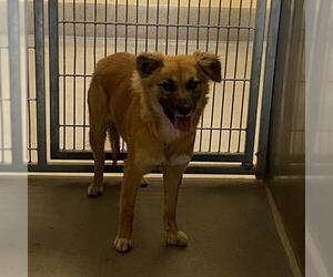 Mutt Dogs for adoption in Modesto, CA, USA