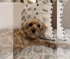 Mutt Dogs for adoption in Allentown,, PA, USA