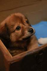 Mutt Dogs for adoption in Tonawanda , NY, USA