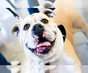 Bulldog Dogs for adoption in San Jose, CA, USA