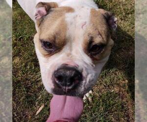 American Bulldog Dogs for adoption in Hamilton, GA, USA
