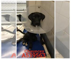 Boxer Dogs for adoption in San Antonio, TX, USA