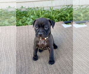 Labrador Retriever-Unknown Mix Dogs for adoption in Duluth, MN, USA