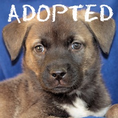 Boxador Dogs for adoption in Estherville, IA, USA