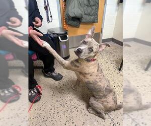 Mutt Dogs for adoption in Waterford, VA, USA