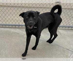 Labrador Retriever-Unknown Mix Dogs for adoption in Martinez, CA, USA