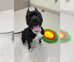 Staffordshire Bull Terrier Dogs for adoption in Brighton, CO, USA