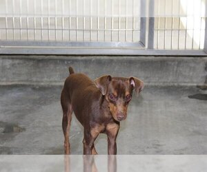 Miniature Pinscher Dogs for adoption in Upland, CA, USA