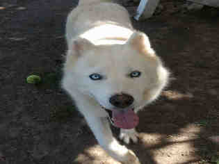 Siberian Husky Dogs for adoption in Long Beach, CA, USA