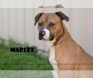 Boxer Dogs for adoption in La Porte, IN, USA