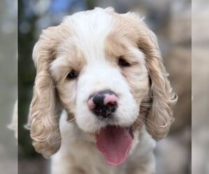 Cocker Spaniel Dogs for adoption in Arlington, VA, USA