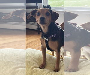 Beagle-Unknown Mix Dogs for adoption in Wakefield, RI, USA