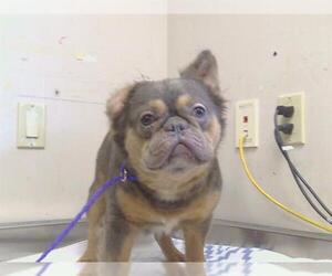 French Bulldog Dogs for adoption in Sacramento, CA, USA
