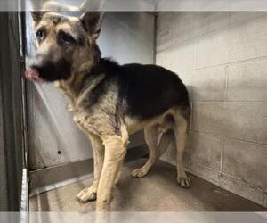 German Shepherd Dog Dogs for adoption in San Bernardino, CA, USA