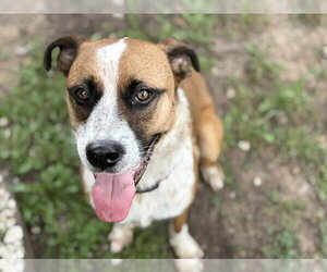 Australian Shepherd Dogs for adoption in Tulsa, OK, USA