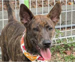 Mutt Dogs for adoption in San Ramon, CA, USA