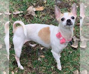 Chihuahua Dogs for adoption in Jacksonville, FL, USA