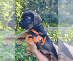 Mutt Dogs for adoption in Evansville, IN, USA