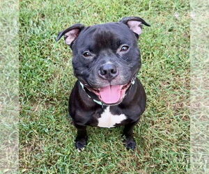 Medium Photo #2 American Bulldog-Unknown Mix Puppy For Sale in Millersville, MD, USA