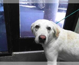 Labrenees Dogs for adoption in Tulsa, OK, USA
