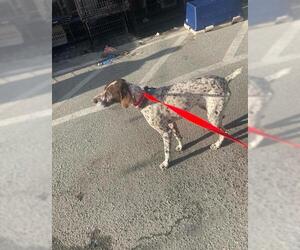 German Shorthaired Pointer Dogs for adoption in San Francisco, CA, USA