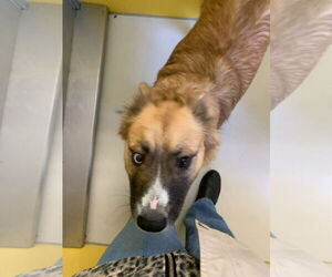 Mutt Dogs for adoption in Pampa, TX, USA