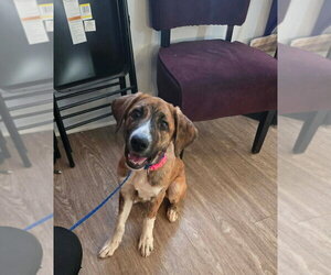 Great Pyrenees-Unknown Mix Dogs for adoption in Foristell, MO, USA